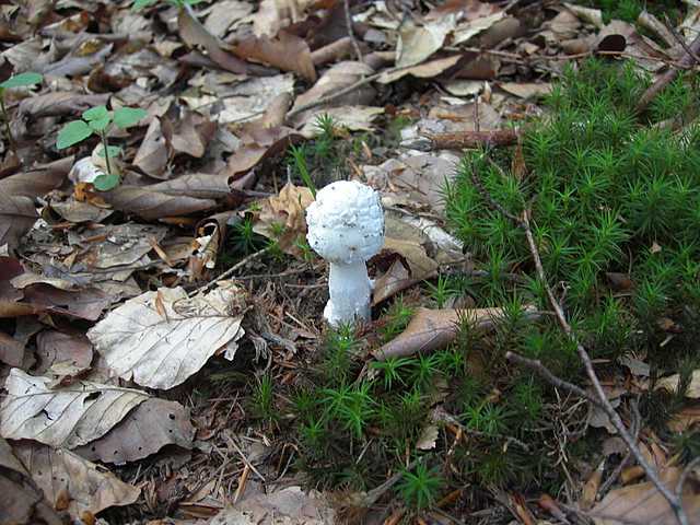 Amanita eliae    Qulet